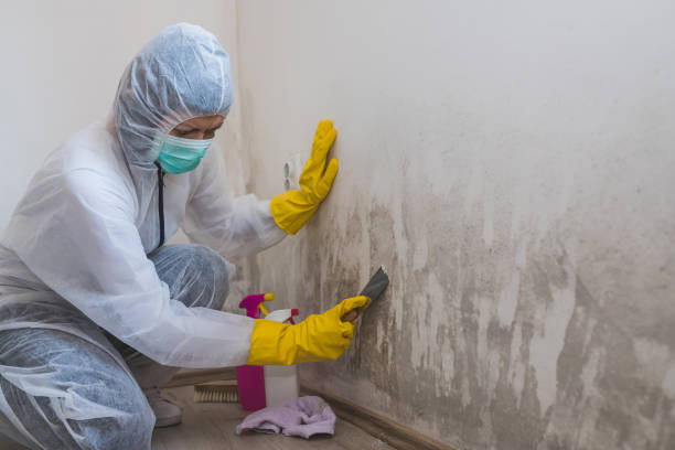 Attic Mold Removal in Jacksonwald, PA